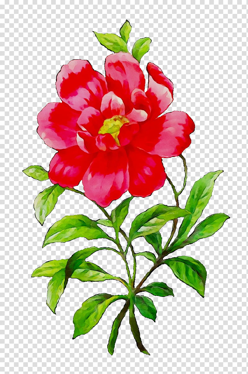 Red Watercolor Flowers, Peony, Rose, Pink Flowers, Petal, Camellia, Watercolor Painting, Floral Design transparent background PNG clipart