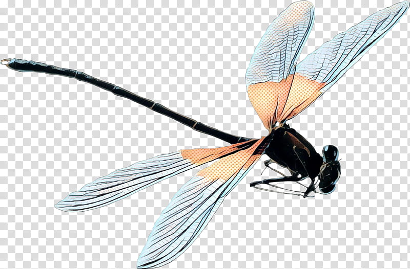 Bee, Insect, Membrane, Pest, Dragonflies And Damseflies, Fly, Damselfly, Membranewinged Insect transparent background PNG clipart