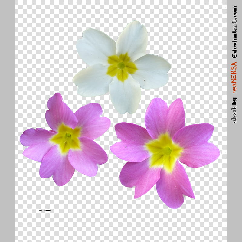 Primula mix , white and purple petaled flower transparent background PNG clipart