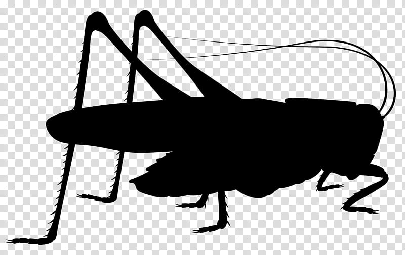 Insect Insect, Cricket, Pest, Line, Silhouette, Membrane, Line Art, Wing transparent background PNG clipart