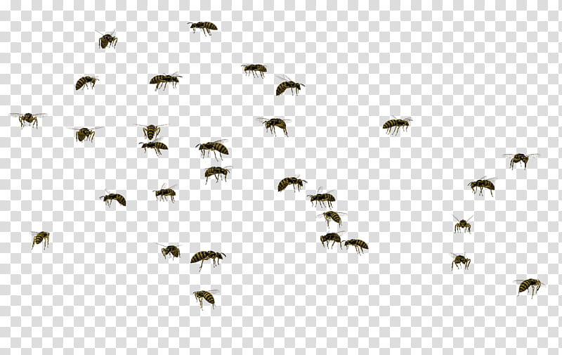 Wasp Swarm , black ants illustration transparent background PNG clipart