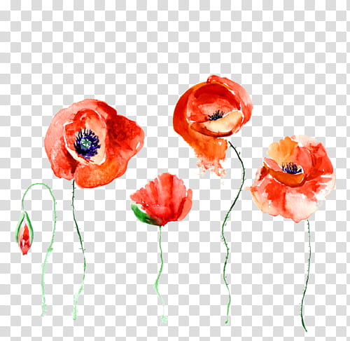 Red poppy flowers illustration transparent background PNG clipart ...