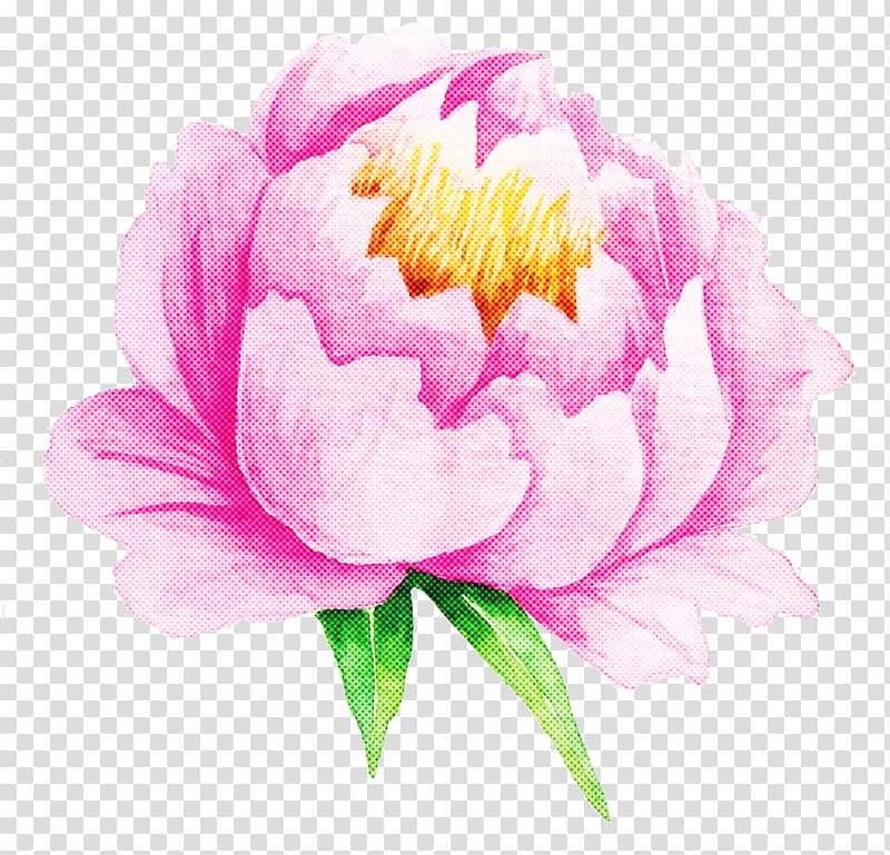 flower flowering plant pink petal plant, Common Peony, Chinese Peony, Watercolor Paint transparent background PNG clipart
