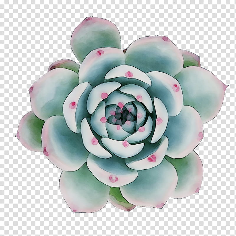 Pink Flower, Cut Flowers, Petal, Artificial Flower, Plants, White, Echeveria, White Mexican Rose transparent background PNG clipart