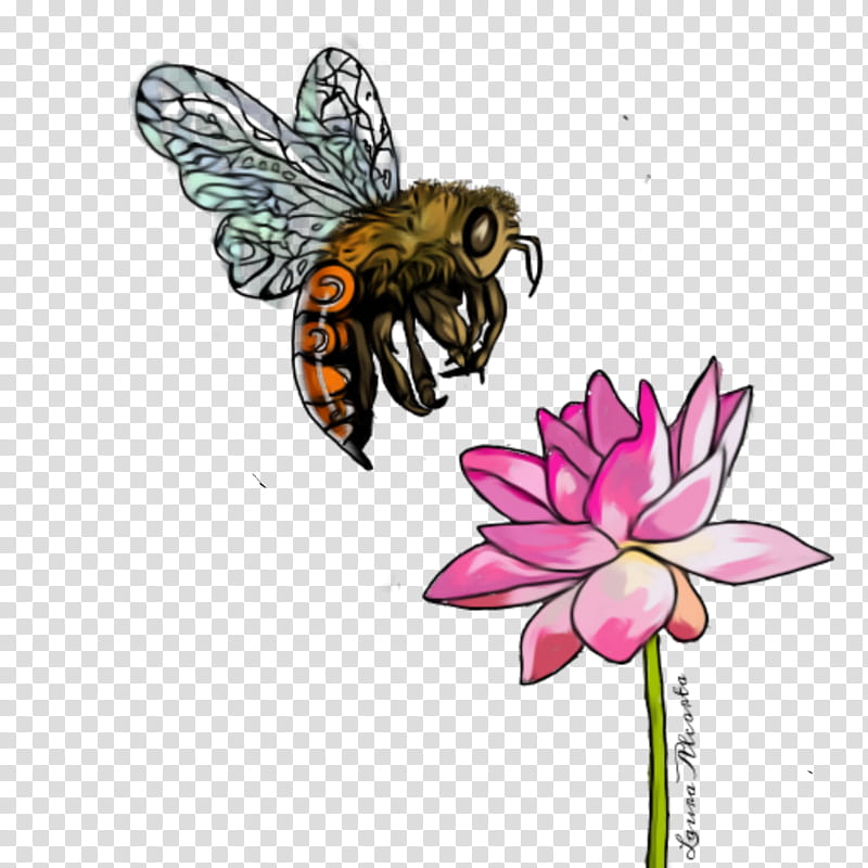 Bee Pollination Clipart  Bumble Bee On Flower Drawing  Free Transparent  PNG Clipart Images Download