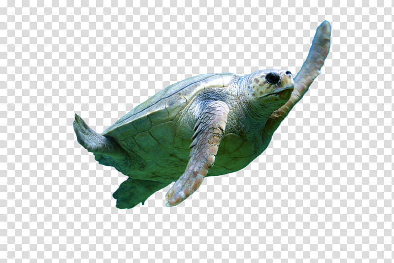 Sea Turtle, Sea Turtle Conservancy, Reptile, Green Sea Turtle, Hawksbill Sea Turtle, Loggerhead Sea Turtle, Olive Ridley Sea Turtle, Leatherback Sea Turtle transparent background PNG clipart