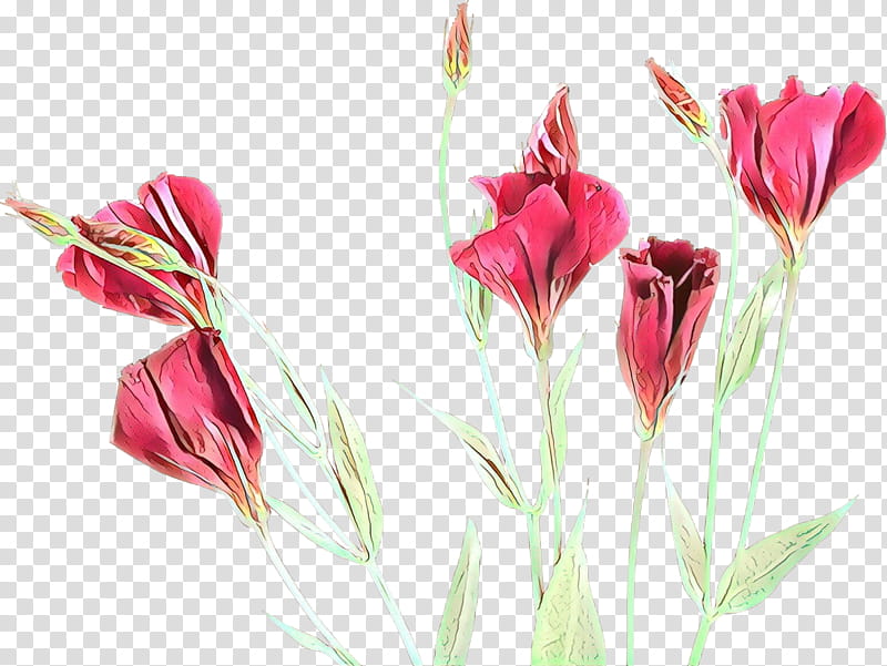 Flowers, Cartoon, Lily Of The Incas, Tulip, Cut Flowers, Plant Stem, Herbaceous Plant, Bud transparent background PNG clipart