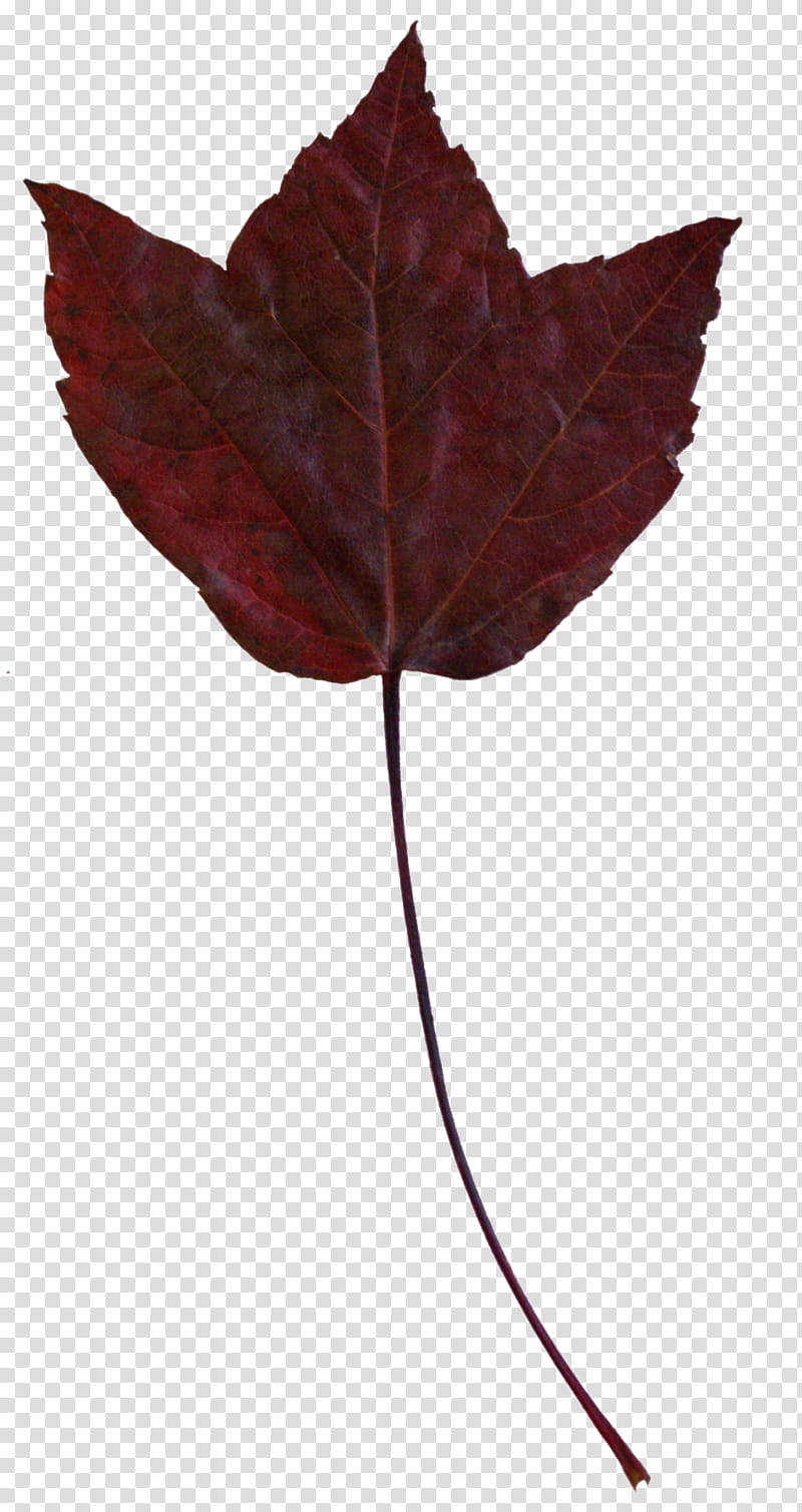 Fallen Leaves s, red maple leaf transparent background PNG clipart