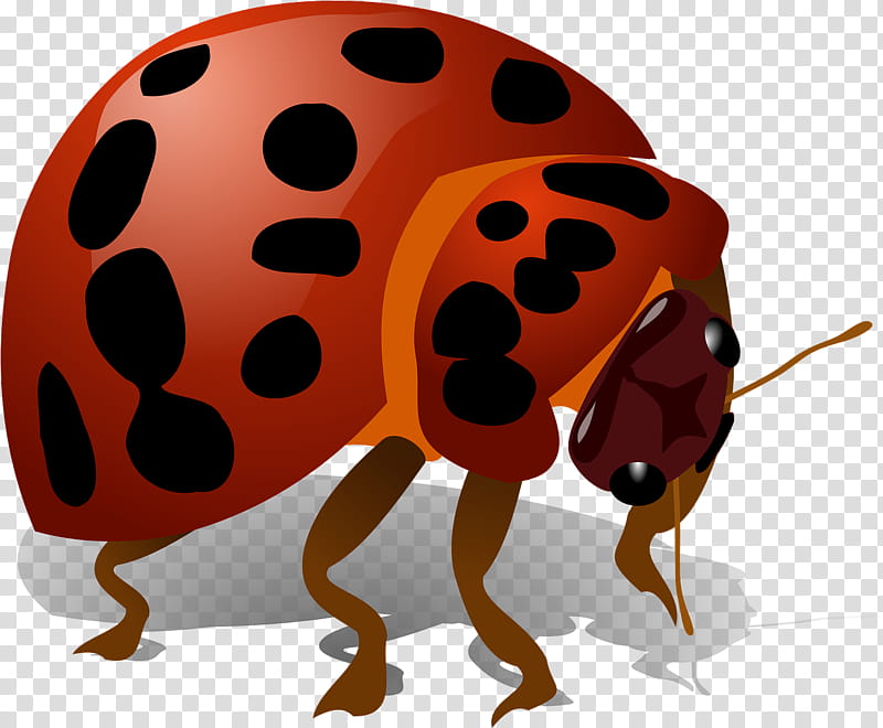 Ladybird, Insect, Ladybird Beetle, Software Bug, Drawing, Ladybug, Leaf Beetle, Pest transparent background PNG clipart