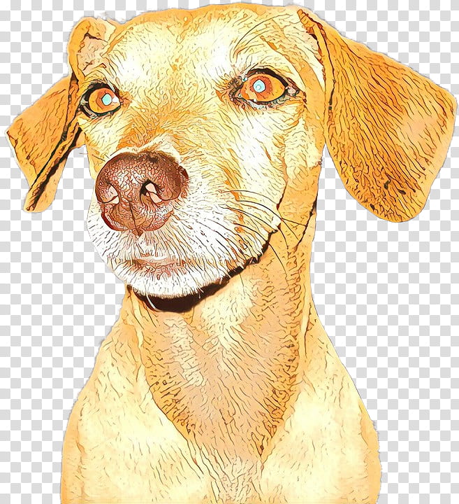 Golden Retriever, Dog, Companion Dog, Puppy, Snout, Breed, Pet, Dog Type transparent background PNG clipart