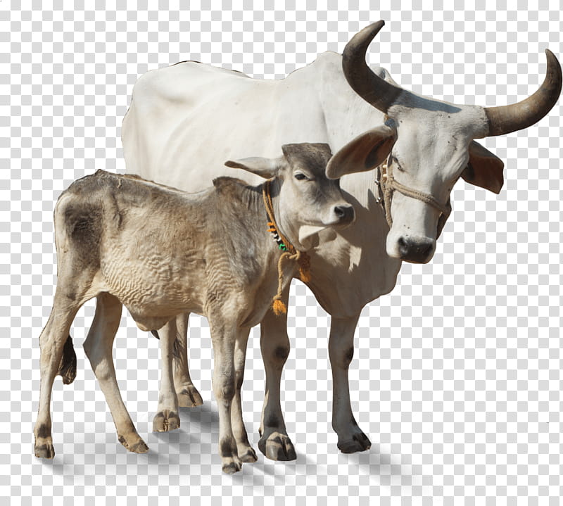 Animal, Cattle, Editing, Editing, Bull, Bovine, Horn, Live transparent background PNG clipart