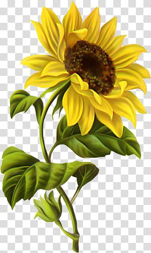 Yellow , yellow Helianthus flower art transparent background PNG clipart