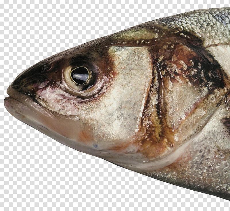 Fish Head FREE, gray milk fish transparent background PNG clipart