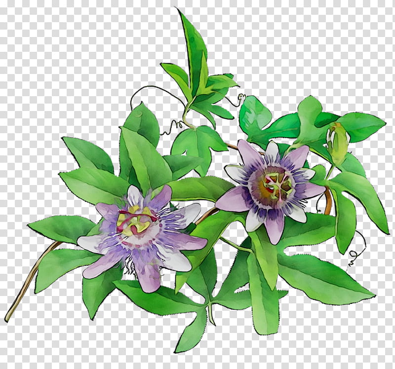 Flowers, Passion Flower, Floral Design, Cut Flowers, Purple, Passion Of Jesus, Plant, Passion Flower Family transparent background PNG clipart