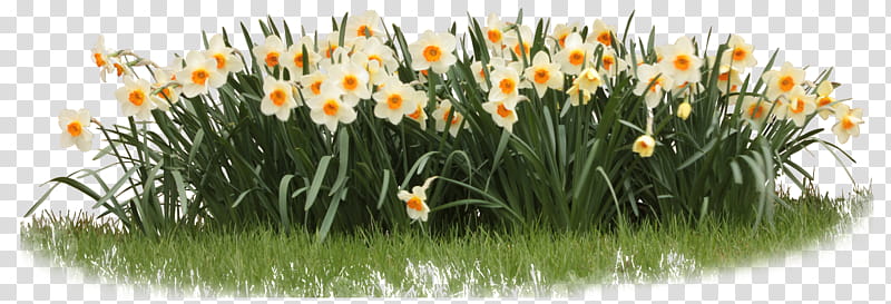 Daffodils , white and yellow flowers on green grass field transparent background PNG clipart