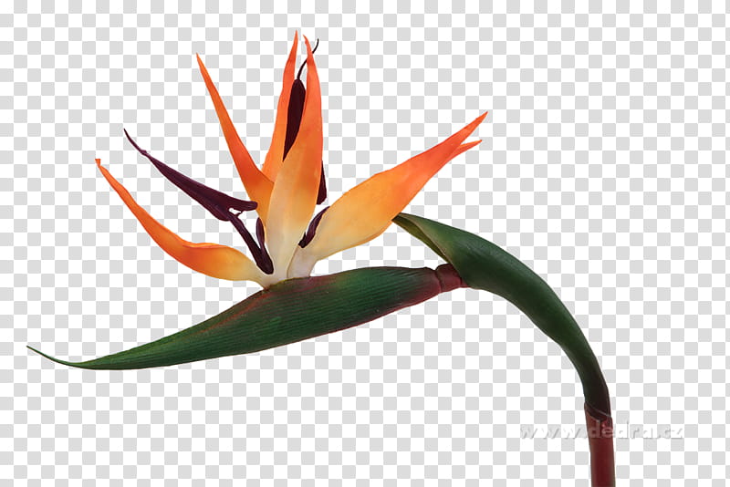 Bird Of Paradise, Apartment, Bird Of Paradise Flower, Discounts And Allowances, House, Garden, Plants, Orange transparent background PNG clipart