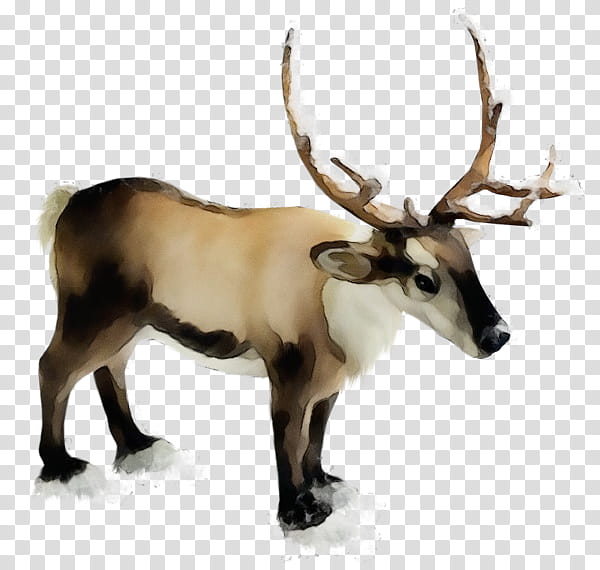 Reindeer, Watercolor, Paint, Wet Ink, Elk, Horn, Wildlife, Antler transparent background PNG clipart