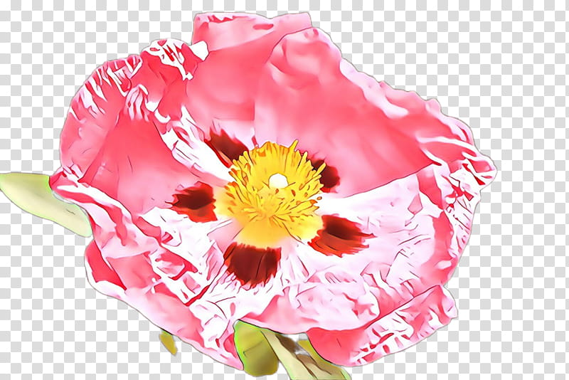 flower pink petal plant cut flowers, Wildflower, Peony, Poppy Family, Perennial Plant transparent background PNG clipart