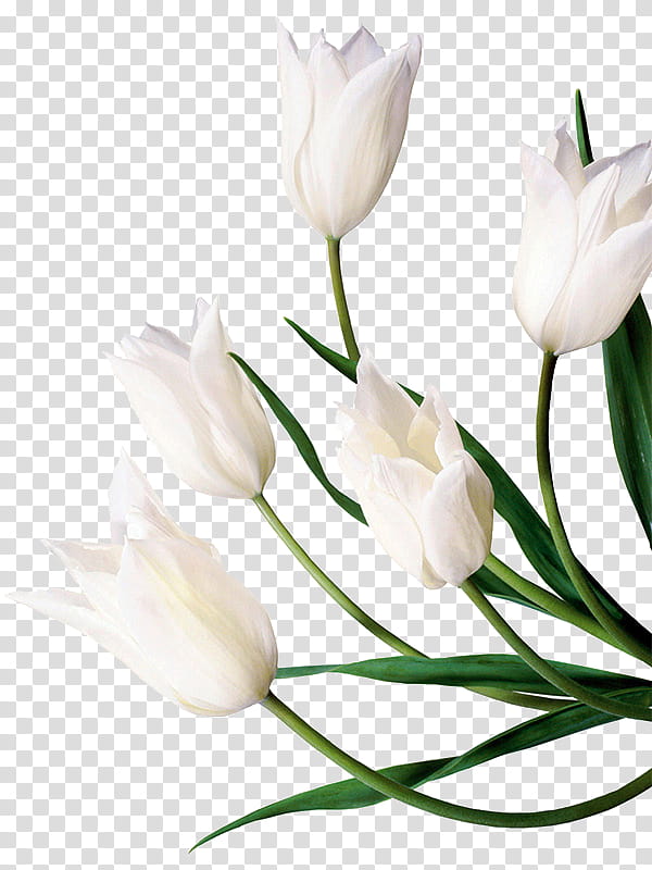 Tulips Secret Garden Library transparent background PNG clipart