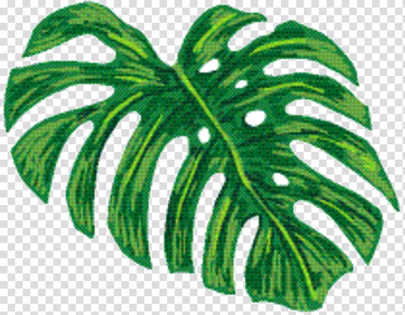 Family Tree, Leaf, Plant Stem, Plants, Green, Monstera Deliciosa, Vascular Plant, Alismatales transparent background PNG clipart