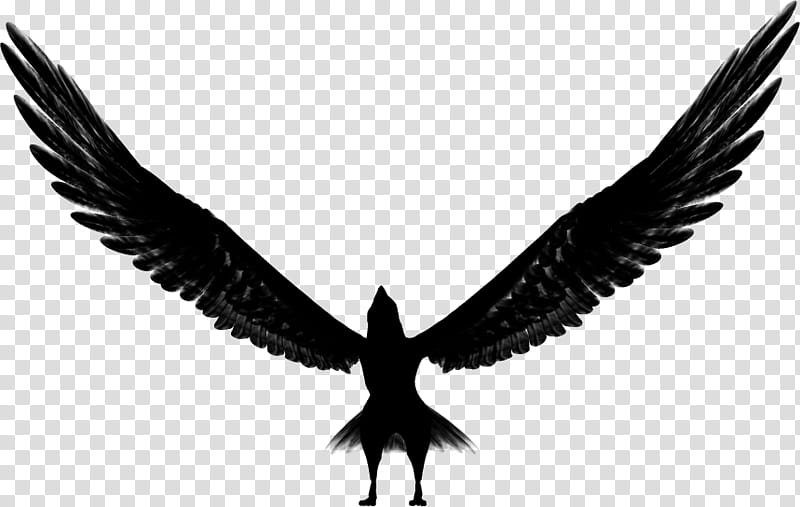 Aquila Brush, black bird transparent background PNG clipart