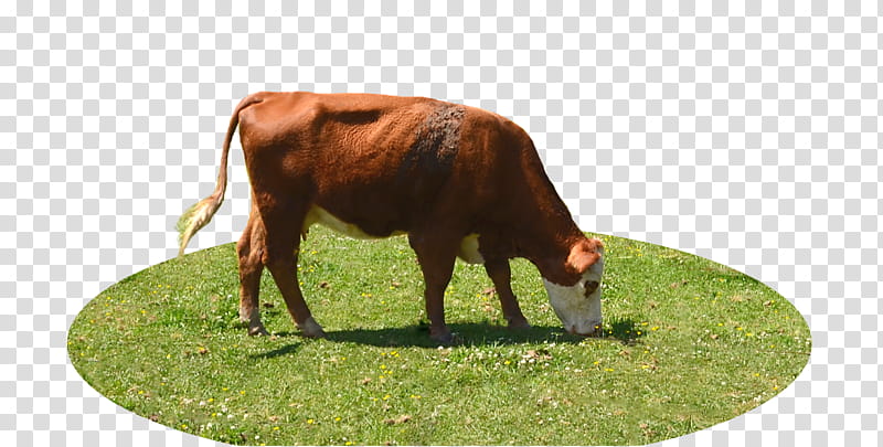 Cow  In Grass, brown and white cow eating green grass transparent background PNG clipart