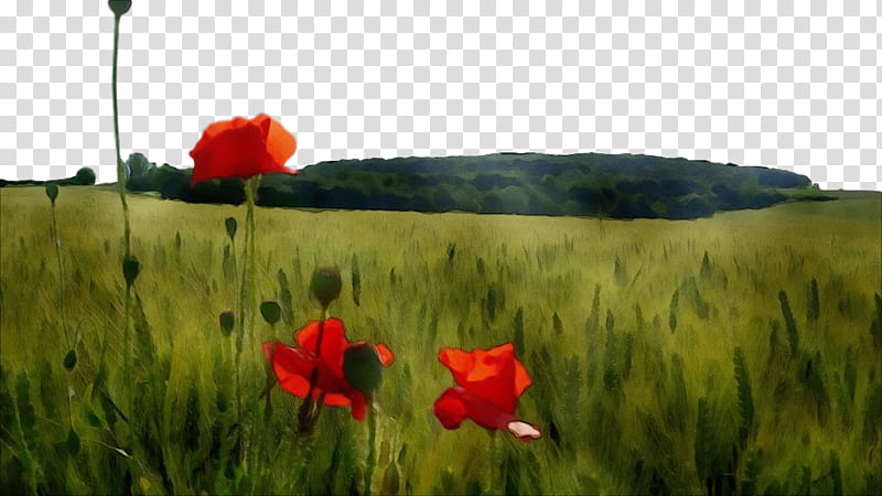 natural landscape nature meadow field poppy, Watercolor, Paint, Wet Ink, Natural Environment, Coquelicot, Grassland, Flower transparent background PNG clipart
