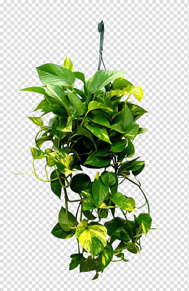 Ivy Leaf, Devils Ivy, Plants, Hanging Basket, Chlorophytum Comosum, Houseplant, Scindapsus, Peat Moss transparent background PNG clipart