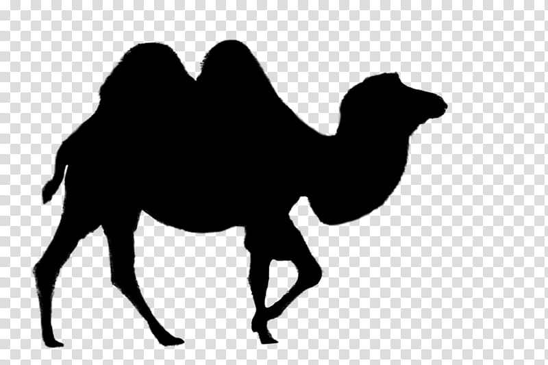 Animal, Dromedary, Bactrian Camel, Desert, Silhouette, Camelid, Arabian Camel, Live transparent background PNG clipart