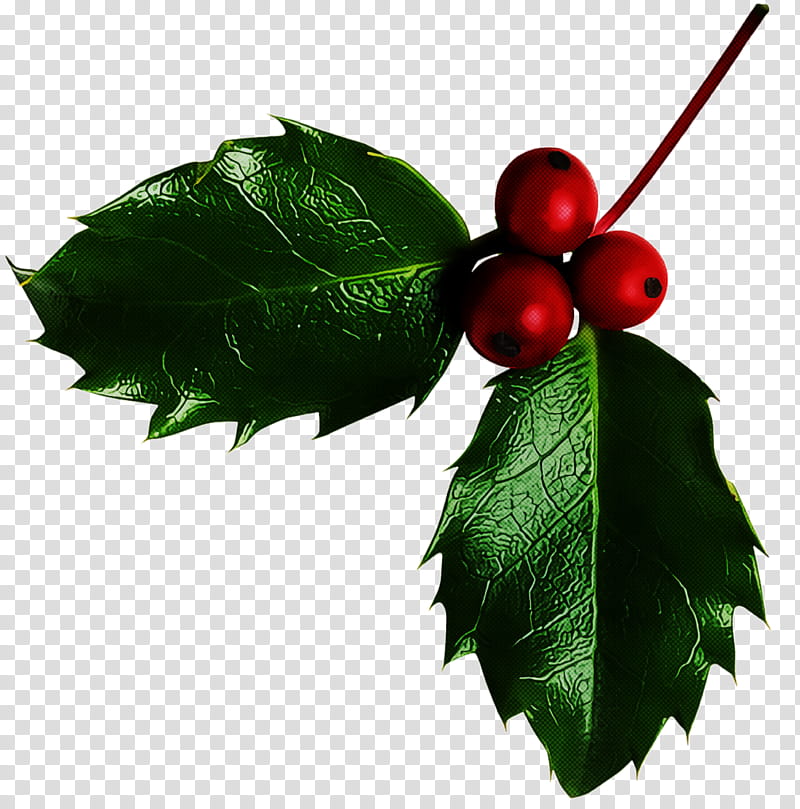 christmas holly Ilex holly, Christmas , Leaf, Plant, American Holly, Flower, Tree, Woody Plant transparent background PNG clipart