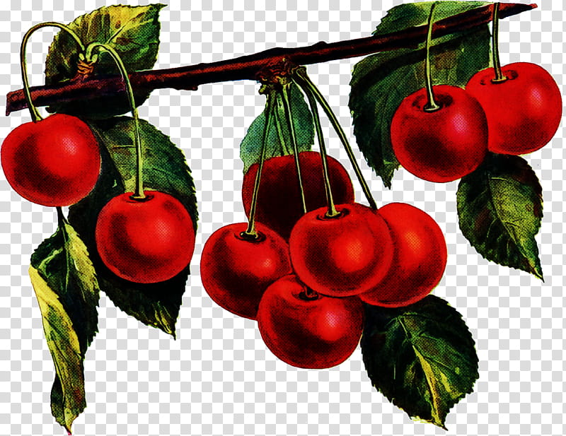 cherry plant fruit leaf tree, Flower, Food, Lingonberry, Woody Plant, Natural Foods, Superfruit, Currant transparent background PNG clipart