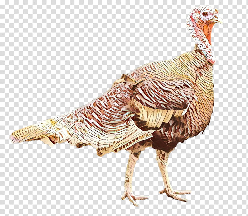 Turkey, Wild Turkey, Domestic Turkey, Gizzard, Beak, Character, Domestication, Chicken transparent background PNG clipart