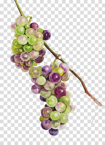 round green and purple grapes illustration transparent background PNG clipart