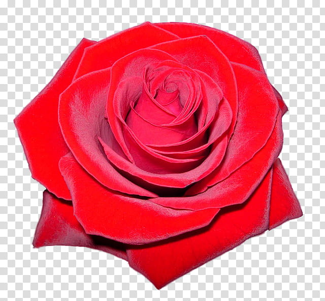 red rose, red rose flower art transparent background PNG clipart