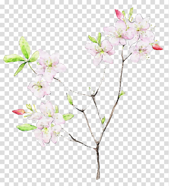 Cherry Blossom Tree Drawing, Watercolor Painting, Flower, Branch, Plant, Lilac, Spring
, Twig transparent background PNG clipart