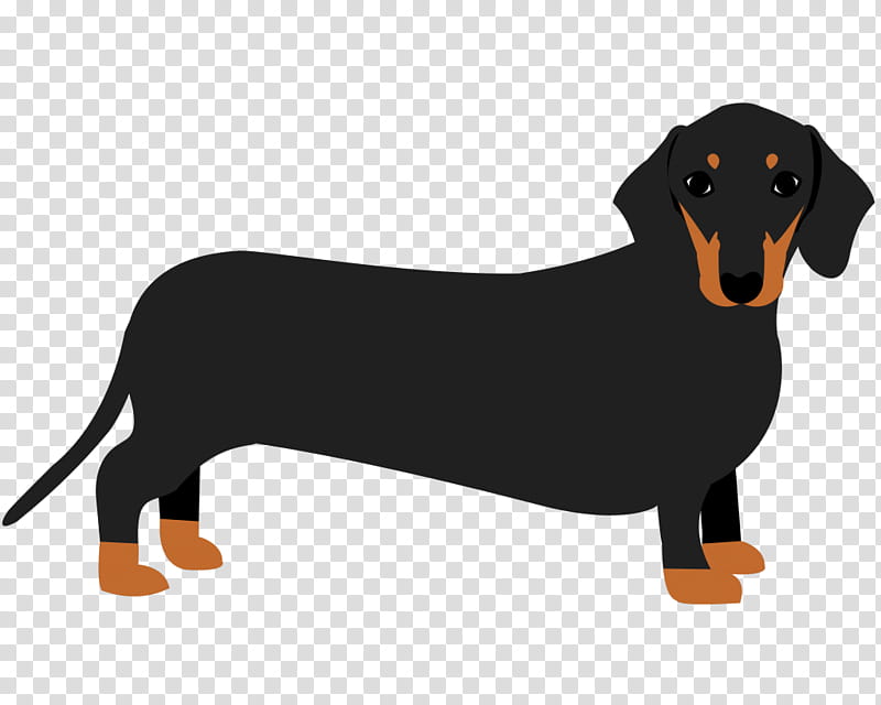 Golden Retriever, Dachshund, Puppy, Mug, Sophisticated Pup, Pet, Razas Nativas Vulnerables, Dog transparent background PNG clipart