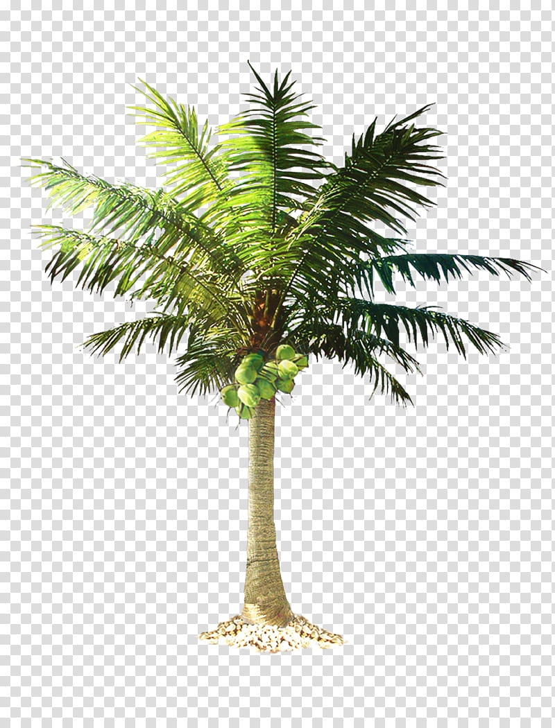 Coconut Tree, Palm Trees, California Palm, Mexican Fan Palm, Palm Branch, Rhapis Excelsa, Arecales, Fan Palms transparent background PNG clipart