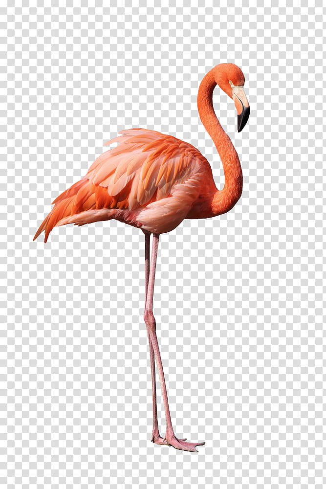 Pink Flamingo Transparent Background Png Clipart Hiclipart