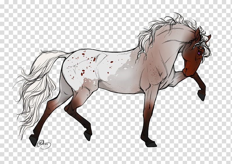 Horse, Appaloosa, Arabian Horse, Friesian Horse, Stallion, Roan, Bay, White transparent background PNG clipart