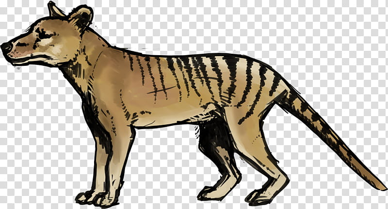 Tasmanian Devil, Thylacine, Tiger, Ty The Tasmanian Tiger, Drawing, Animal, EXTINCTION, Digital Art transparent background PNG clipart