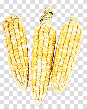 corn kernels corn corn on the cob sweet corn corn on the cob, Watercolor, Paint, Wet Ink, Vegetarian Food, Yellow, Food Grain, Cuisine transparent background PNG clipart thumbnail