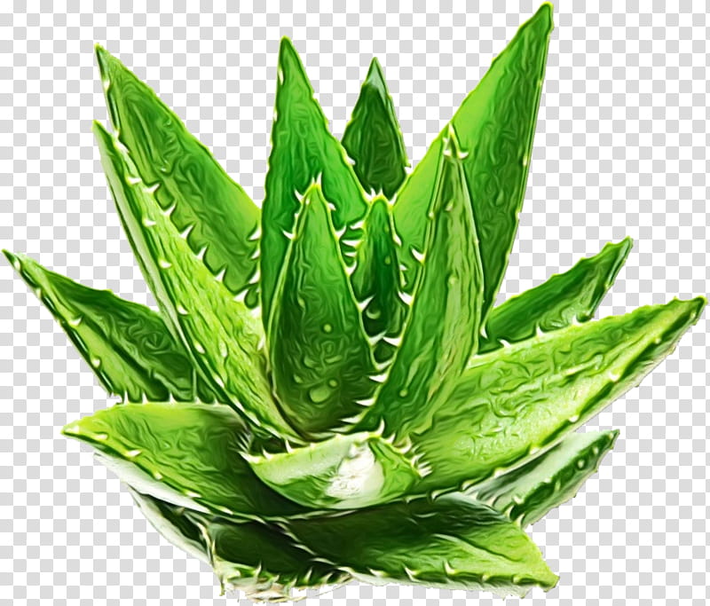 Aloe Vera Leaf, Shower Gel, Shampoo, Exfoliation, Bathing, Skin, Bath Salts, Body transparent background PNG clipart