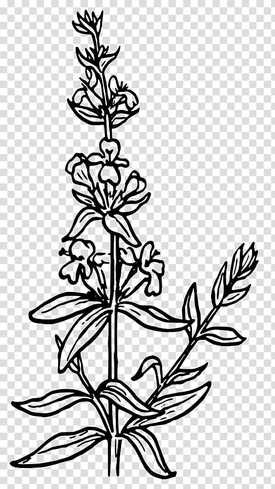 Drawing Of Family, Hyssop, Line Art, Plant, Flower, Leaf, Plant Stem, Blackandwhite transparent background PNG clipart