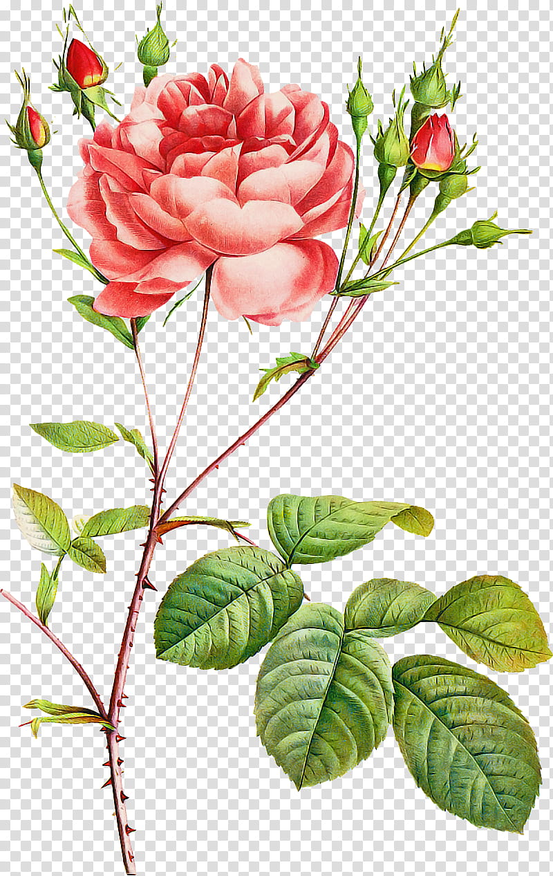 Garden roses, Flower, Plant, Pink, Floribunda, Rose Family, Petal, Prickly Rose transparent background PNG clipart