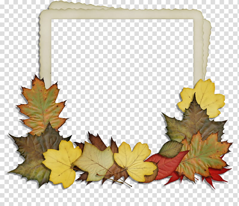 Autumn Maple, Maple Leaf, Frames, Flower, Yellow, Tree, Plant, Plane transparent background PNG clipart