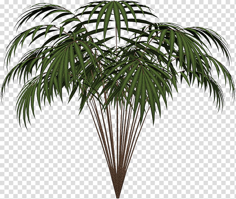 Date Tree Leaf, Palm Trees, Areca Palm, Plants, Borassus, Archontophoenix Cunninghamiana, Palm Branch, Arecales transparent background PNG clipart