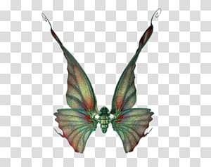 Wings Set 01 transparent background PNG clipart thumbnail