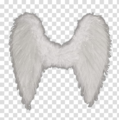 White Small Wings transparent background PNG clipart