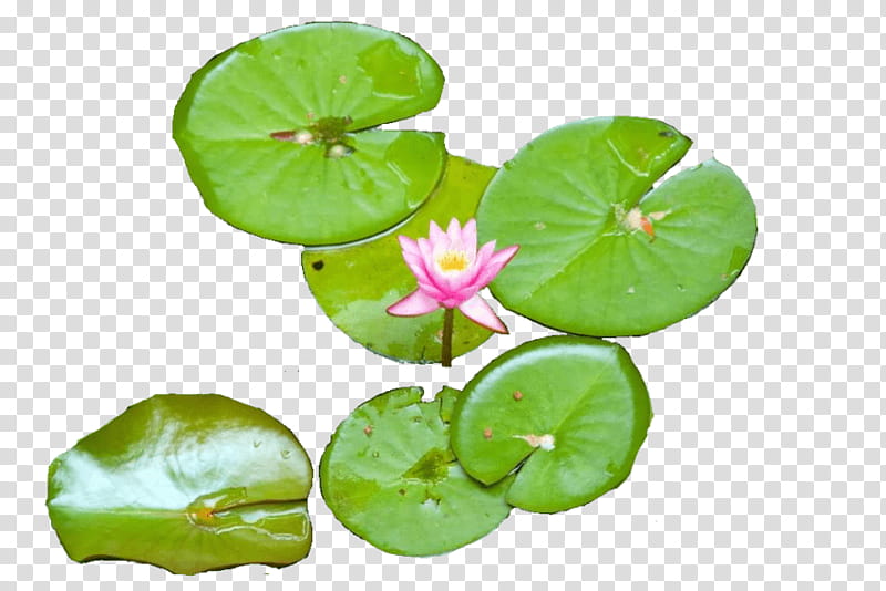 White Lily Flower, Water Lilies, Egyptian Lotus, White Waterlily, Sacred Lotus, Nymphaea Lotus, Leaf, Plant transparent background PNG clipart