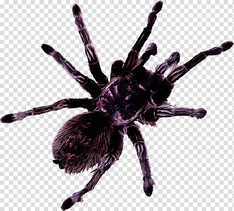 tarantula spider arachnid violet pest, Insect, Wolf Spider transparent background PNG clipart